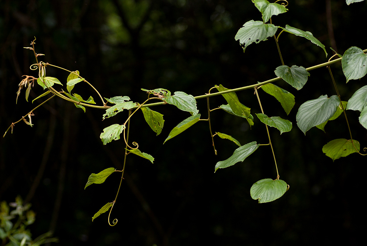 Gouania longispicata