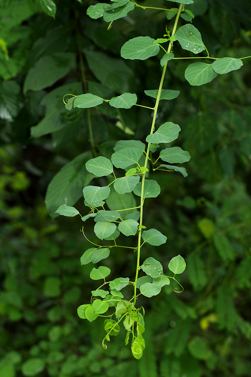 Helinus integrifolius
