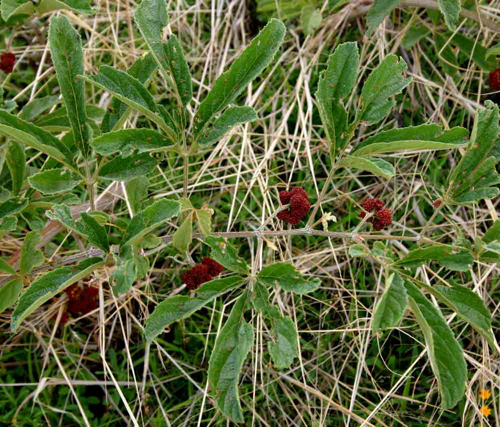 Ampelocissus obtusata subsp. kirkiana