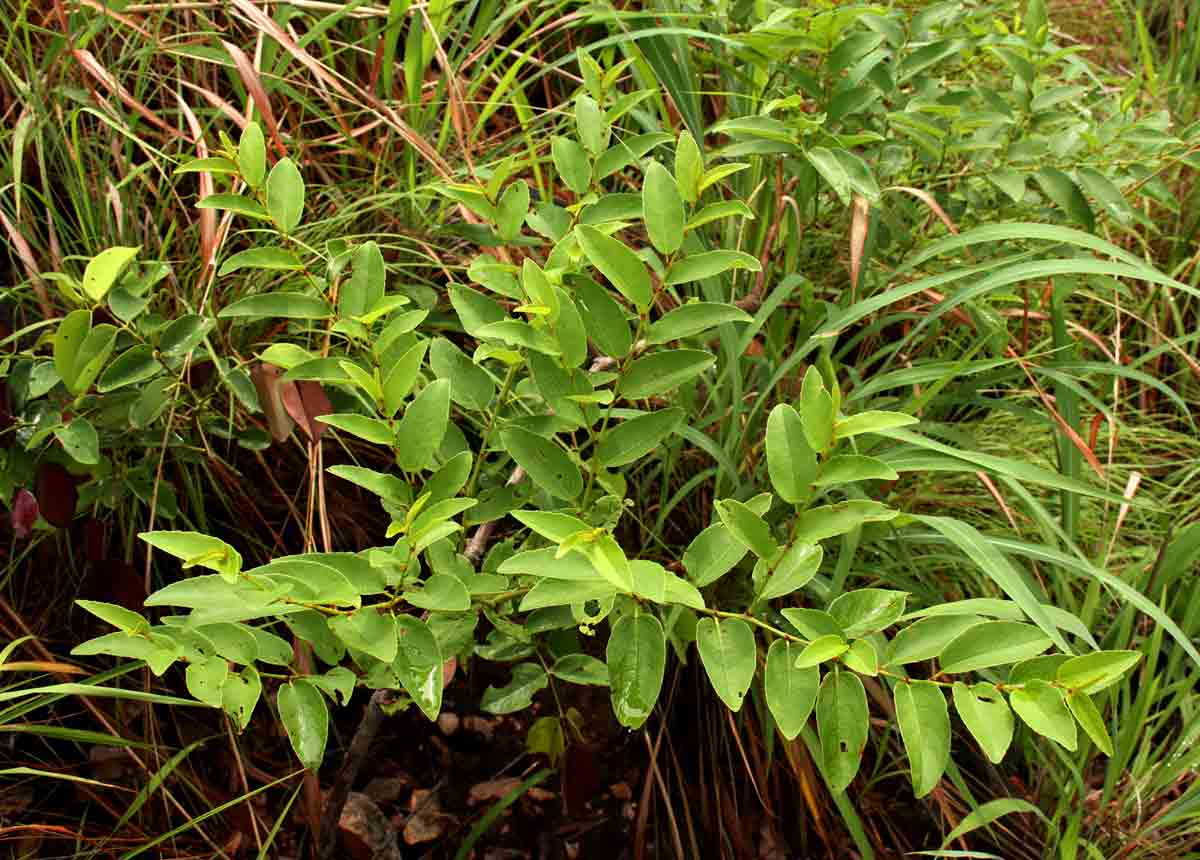 Cissus cornifolia