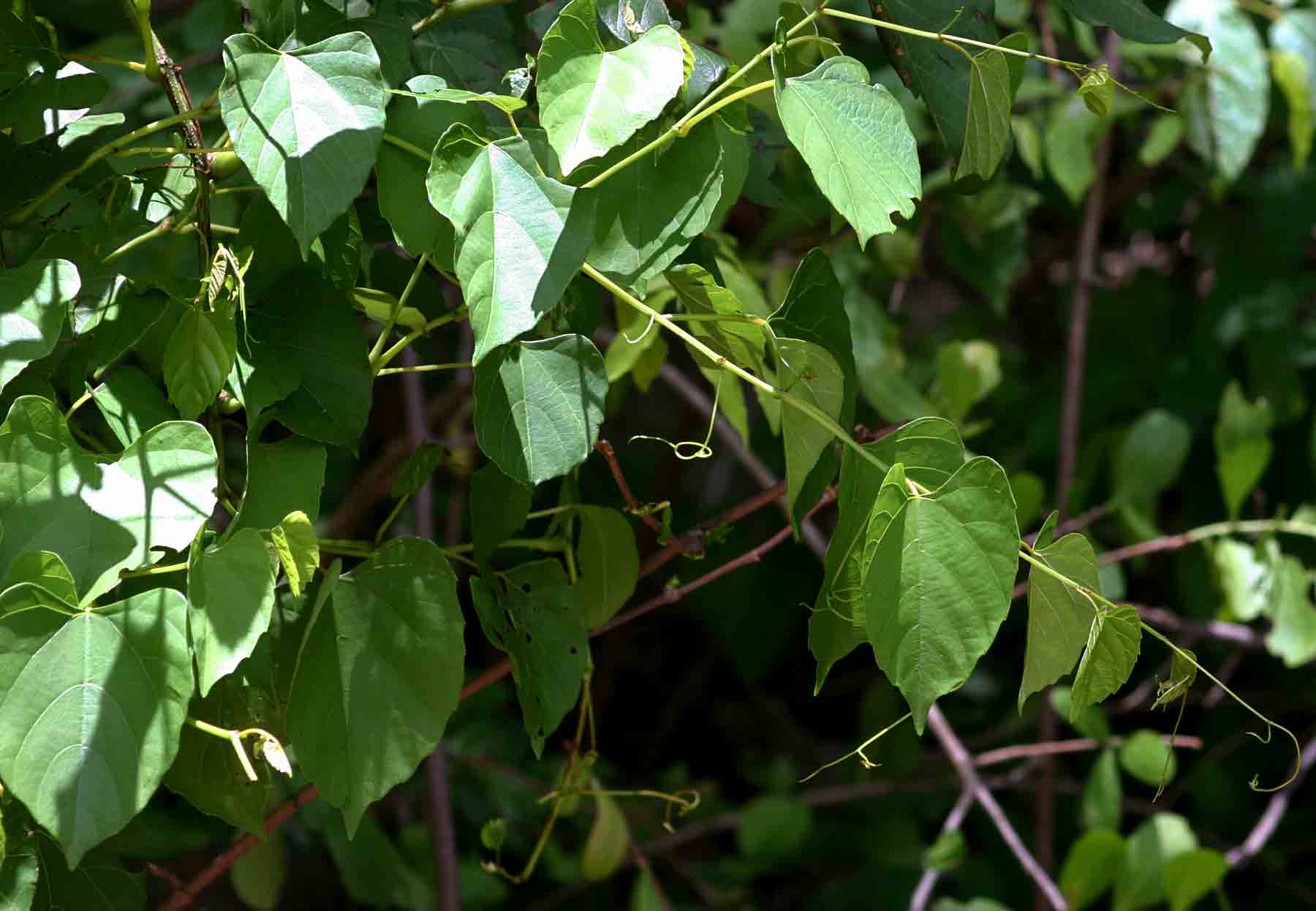 Cissus integrifolia