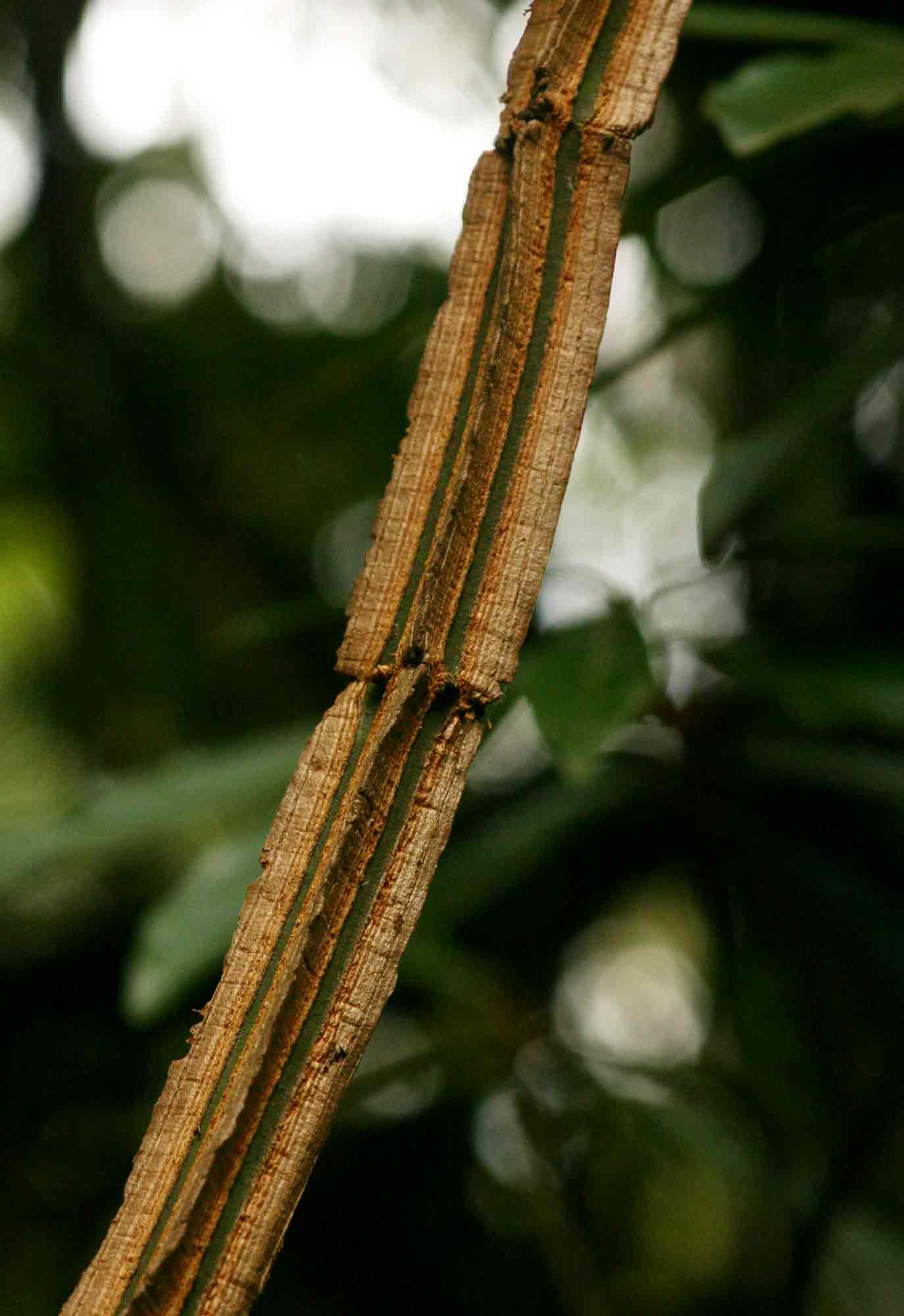 Cissus petiolata