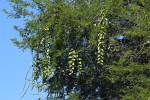 Cissus rotundifolia