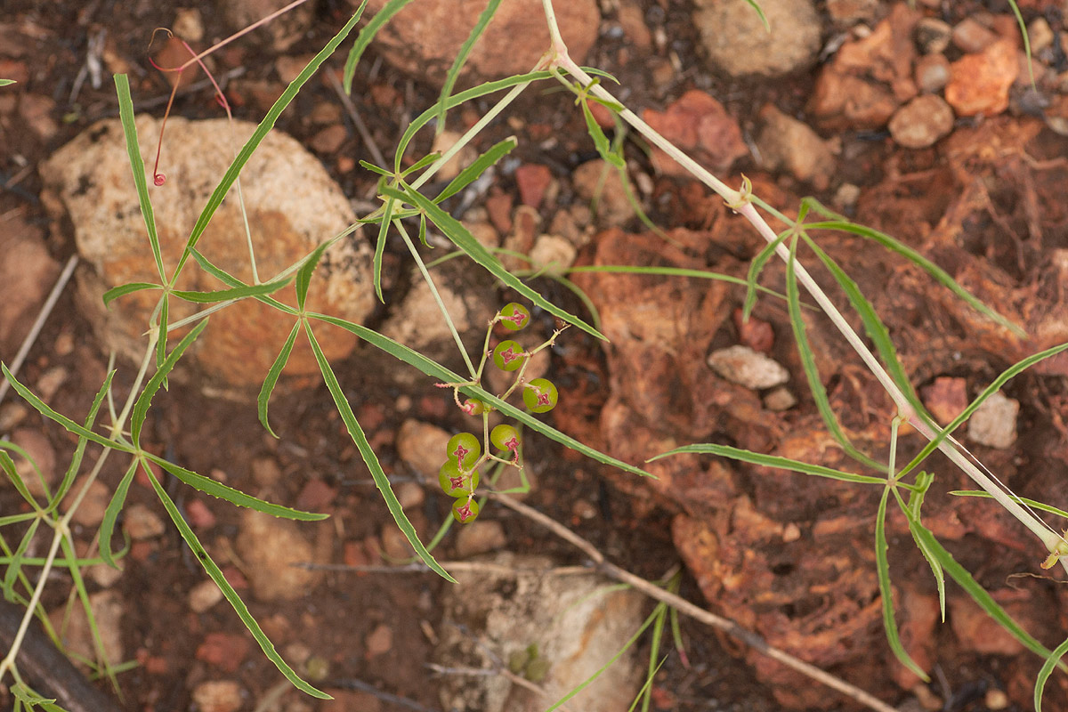 Cyphostemma graniticum