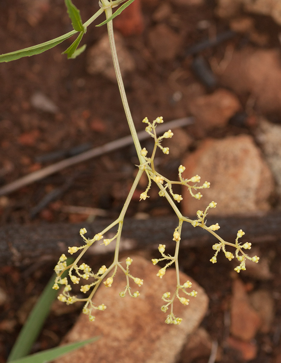 Cyphostemma graniticum Cyphostemma graniticum