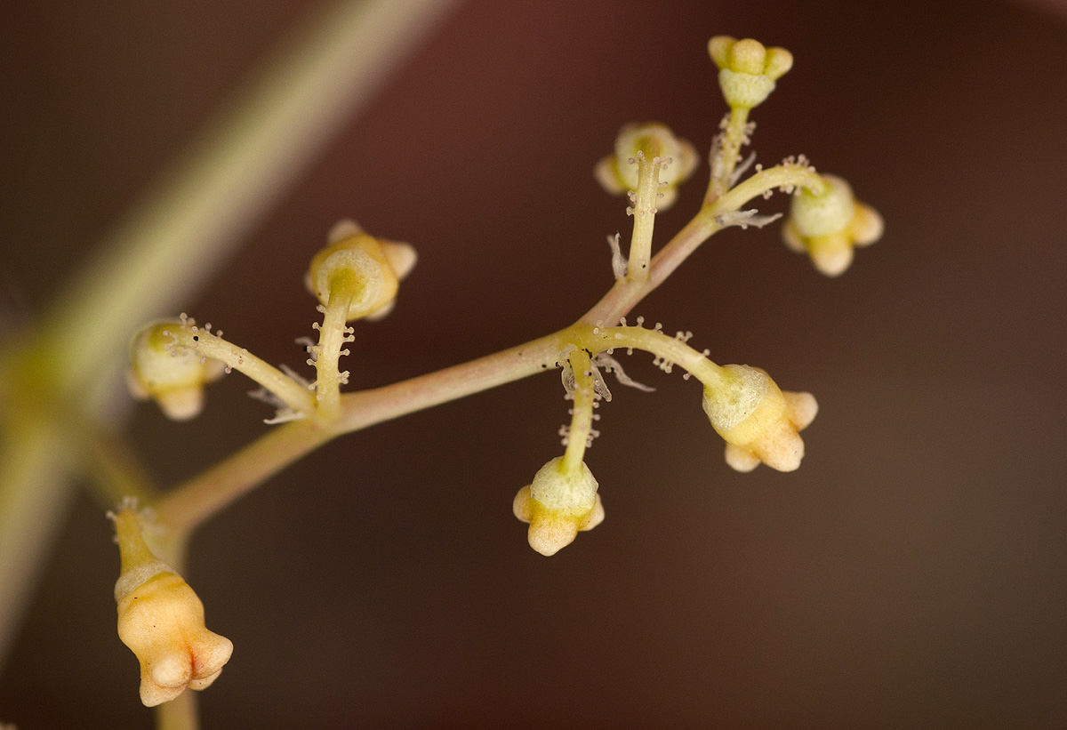 Cyphostemma graniticum