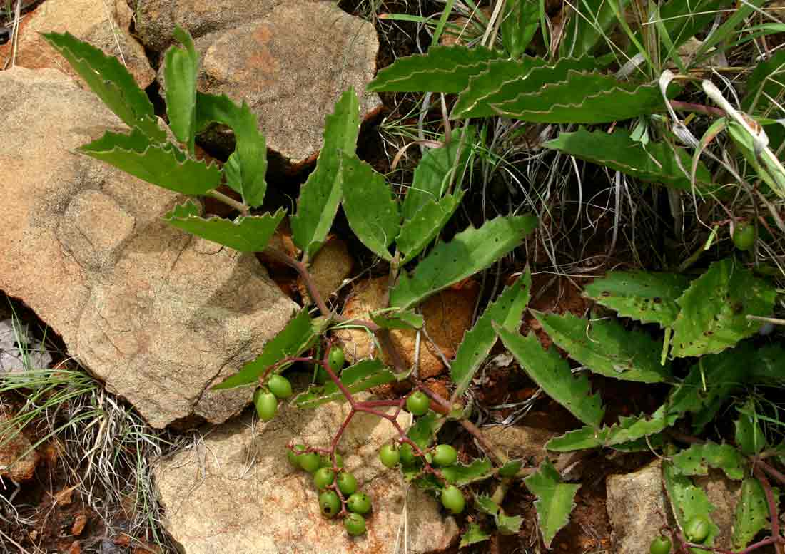 Cyphostemma humile subsp. dolichopus