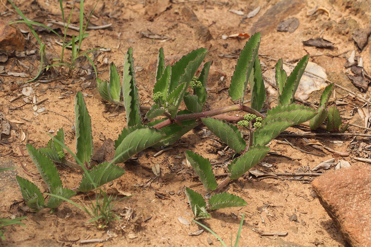 Cyphostemma humile subsp. dolichopus Cyphostemma humile subsp. dolichopus