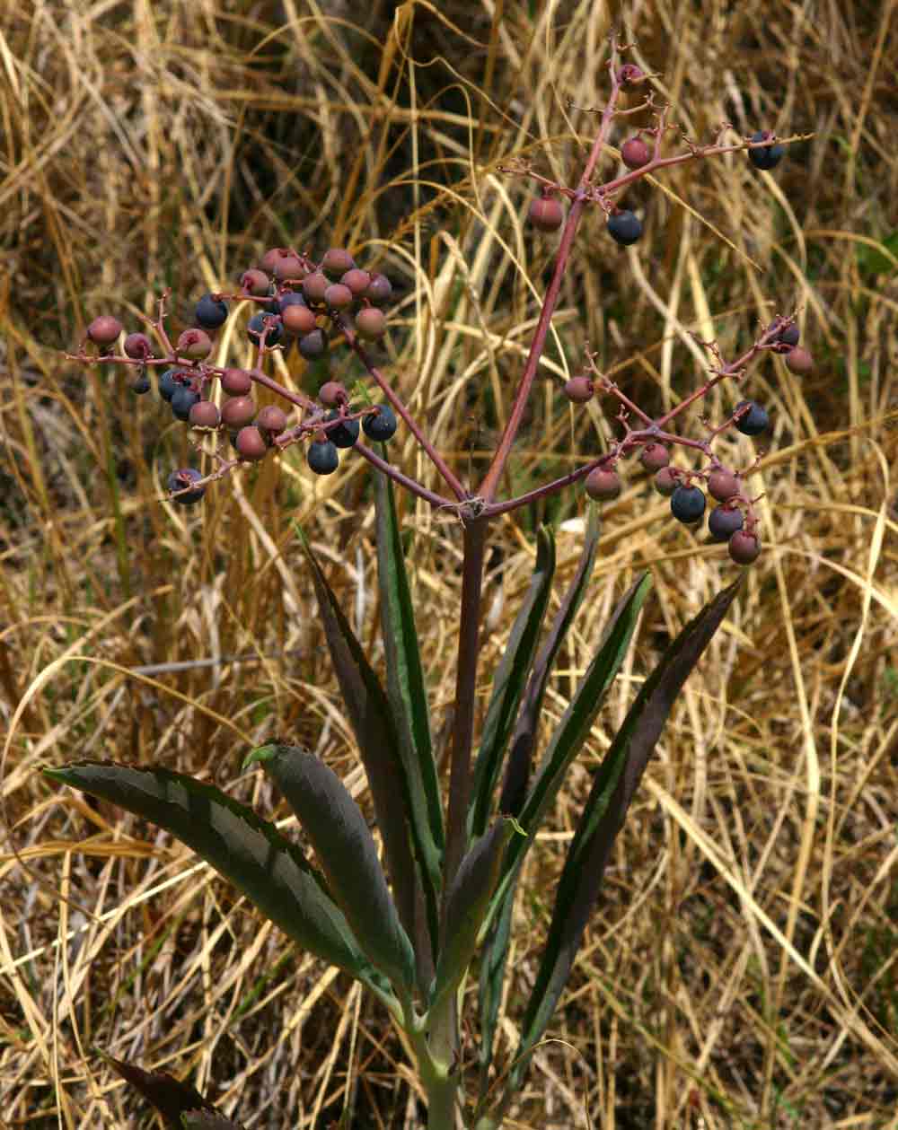 Cyphostemma junceum Cyphostemma junceum