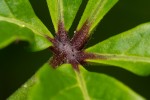 Cyphostemma kirkianum