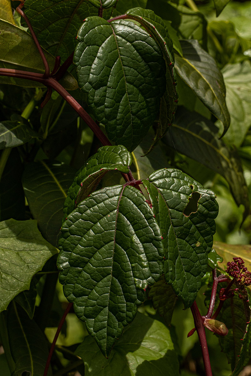 Cyphostemma montanum