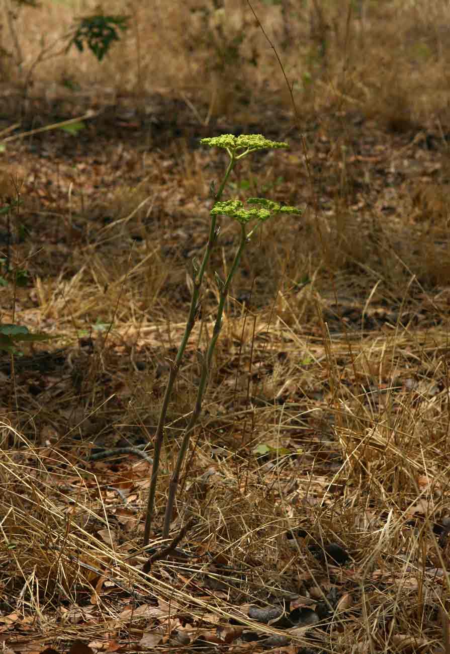 Cyphostemma princeae Cyphostemma princeae
