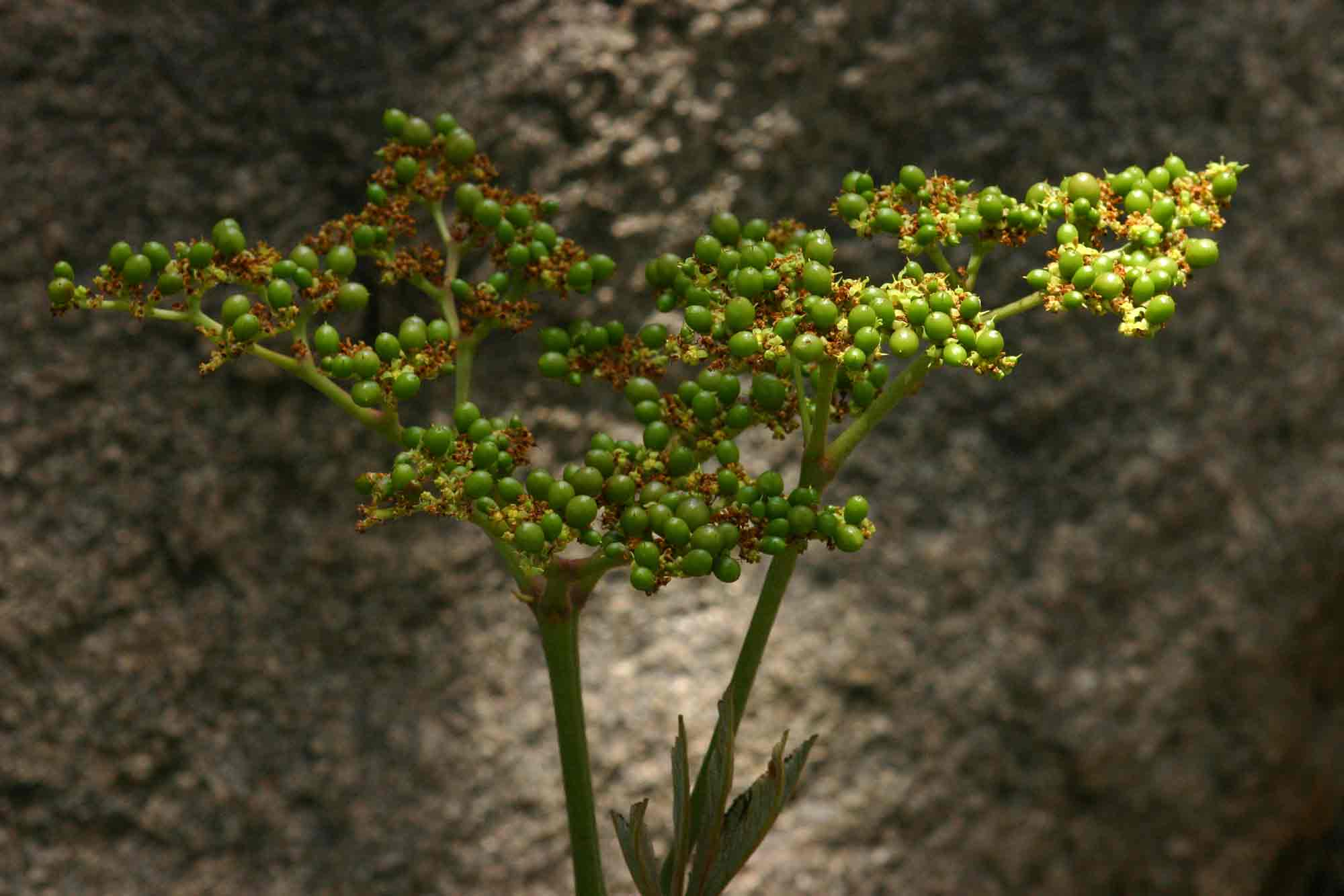 Cyphostemma princeae