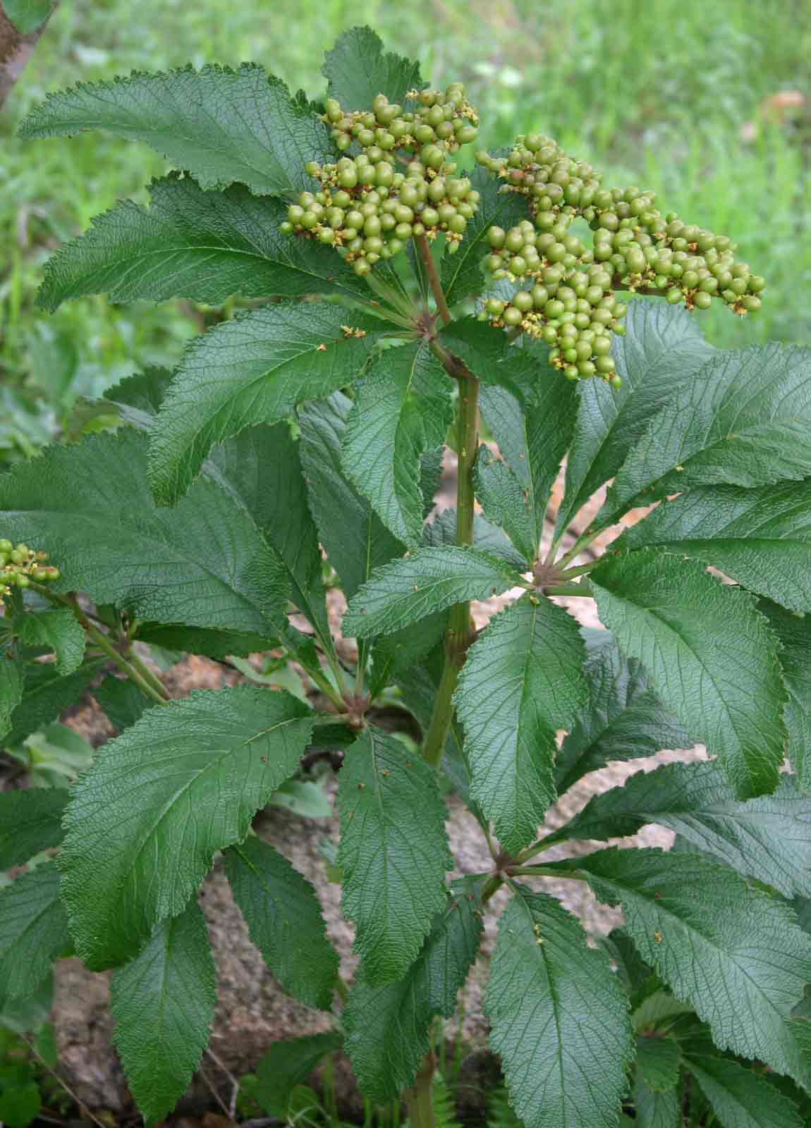 Cyphostemma princeae