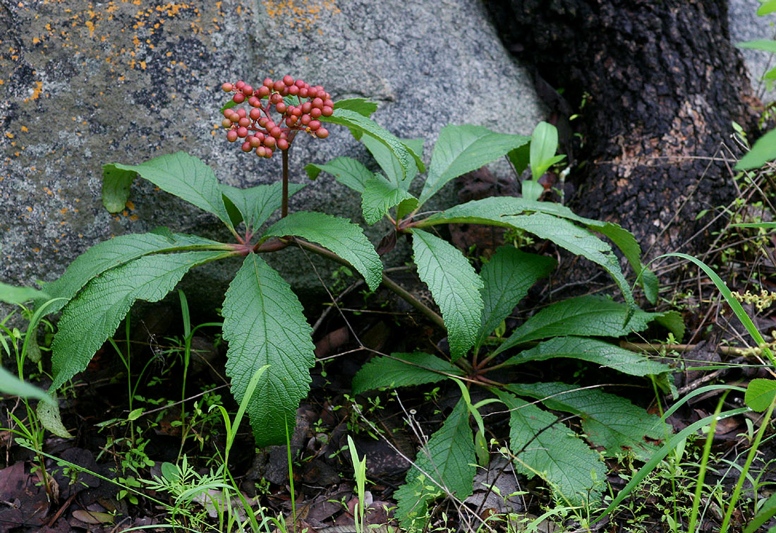 Cyphostemma princeae