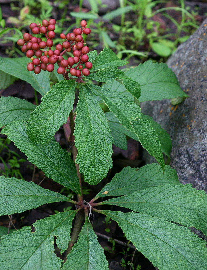 Cyphostemma princeae