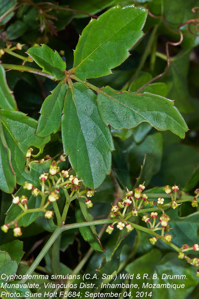 Cyphostemma simulans
