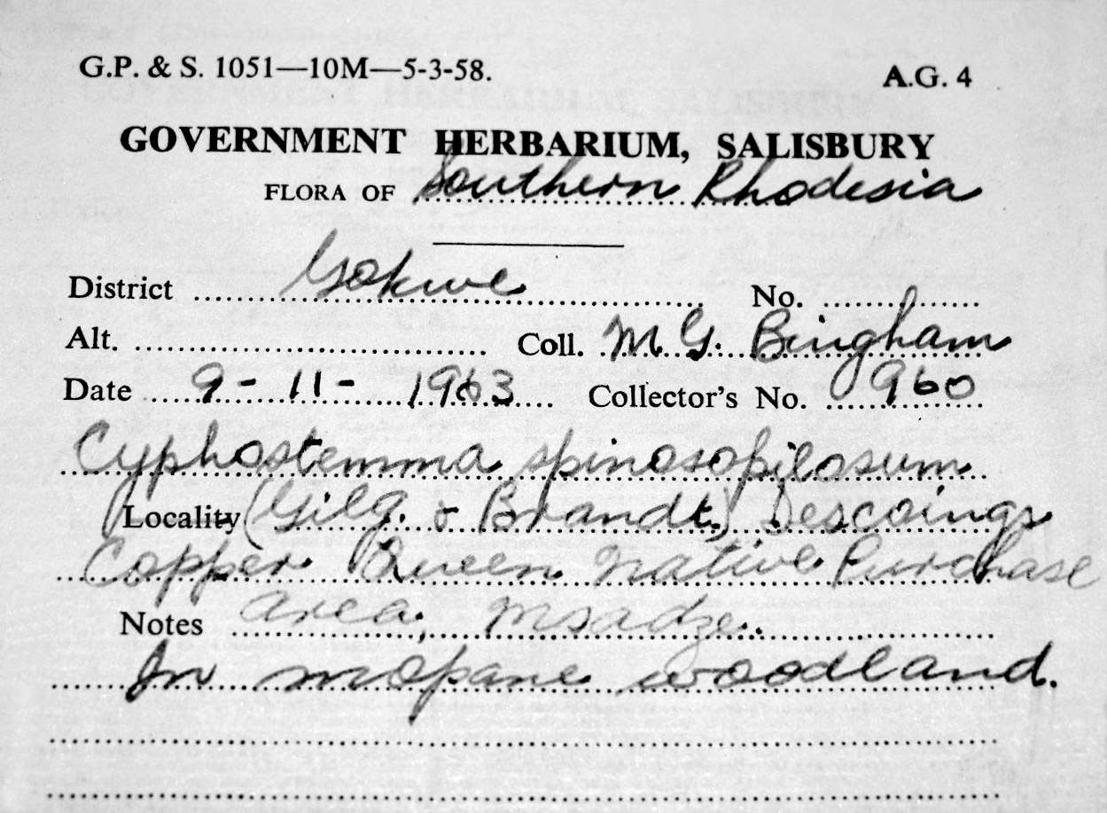 Cyphostemma spinosopilosum