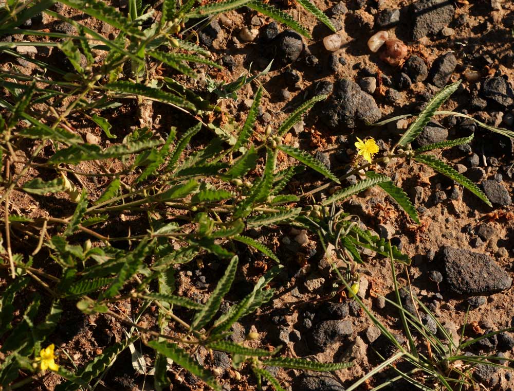 Corchorus asplenifolius