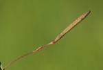 Corchorus longipedunculatus