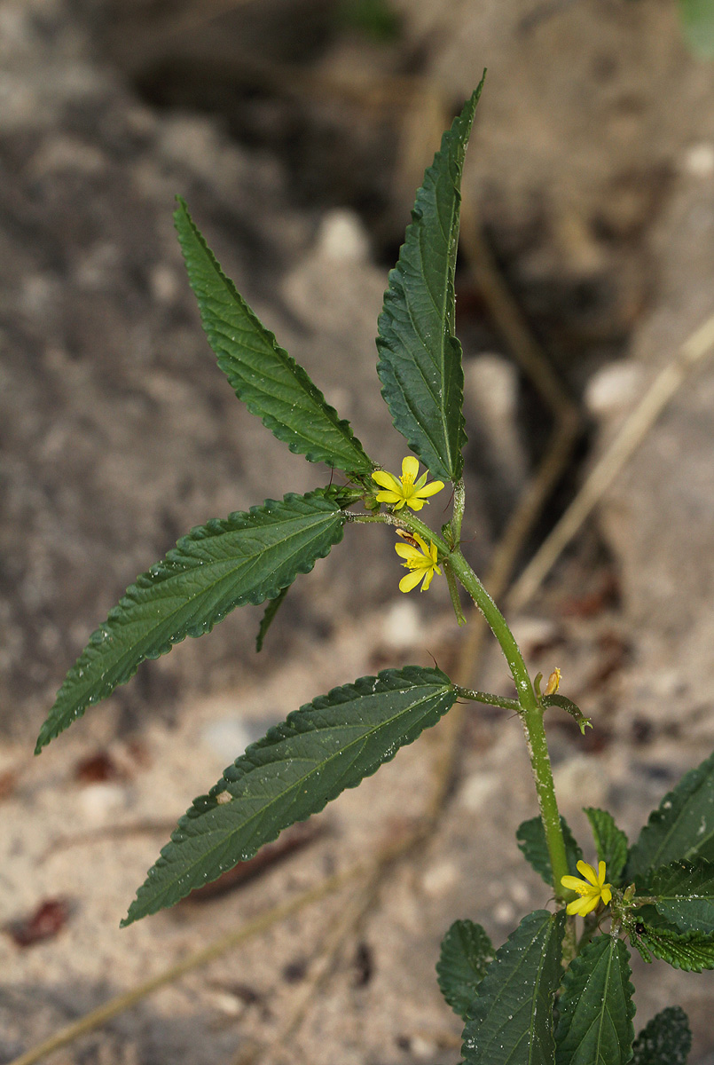 Corchorus tridens Corchorus tridens