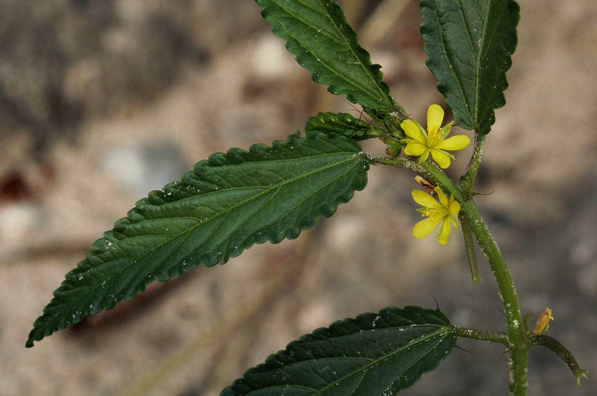 Corchorus tridens Corchorus tridens