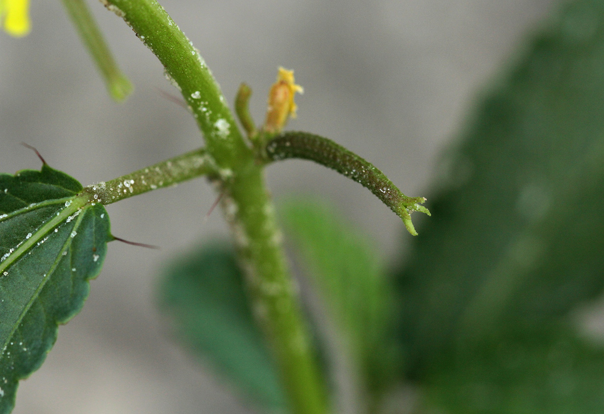 Corchorus tridens Corchorus tridens