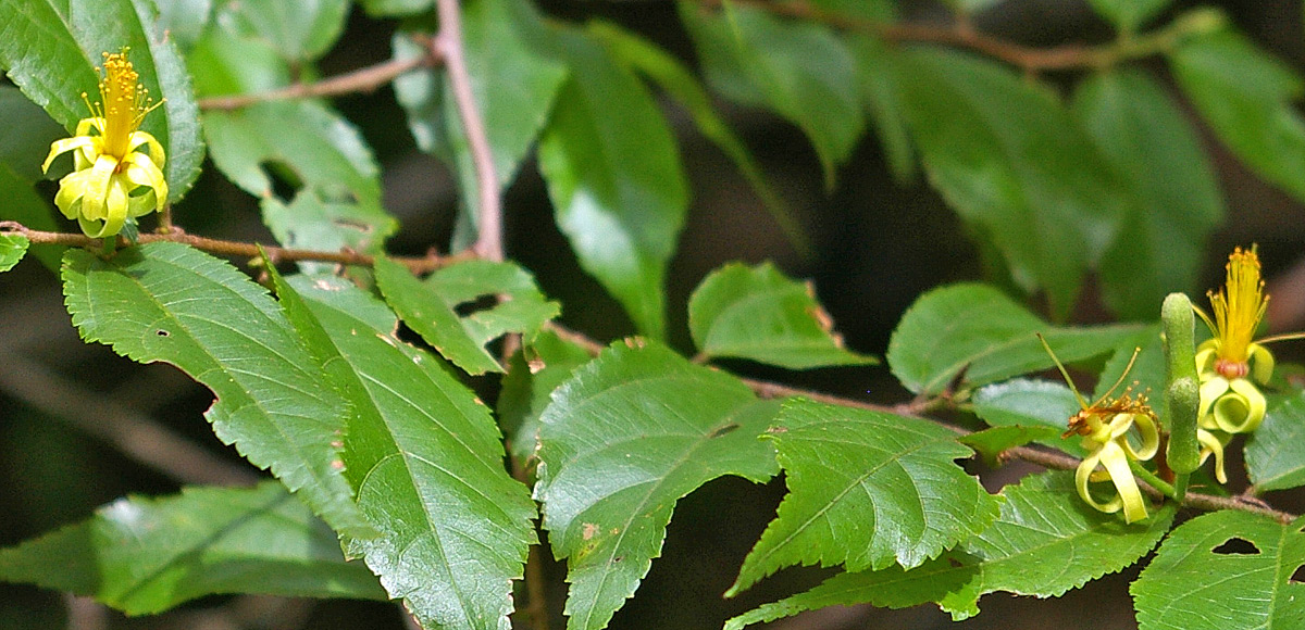 Grewia afra Grewia afra