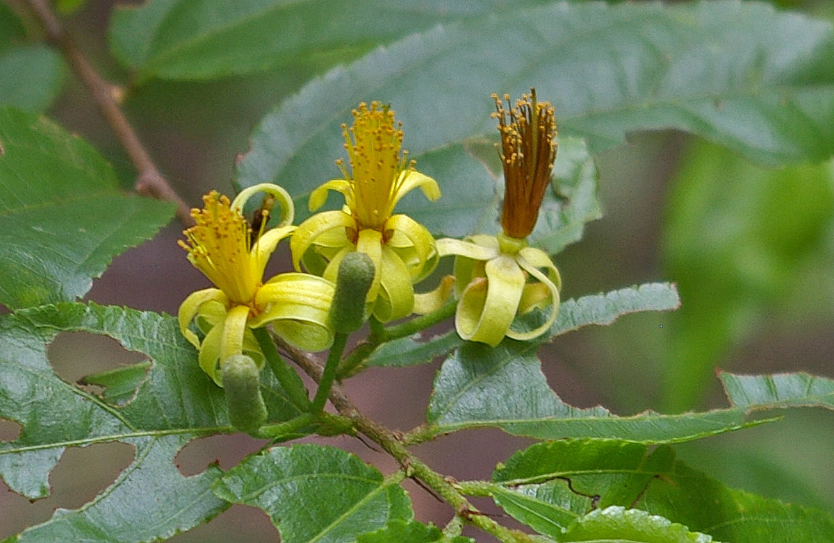 Grewia afra Grewia afra