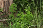 Grewia herbacea