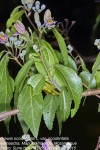 Grewia occidentalis var. occidentalis