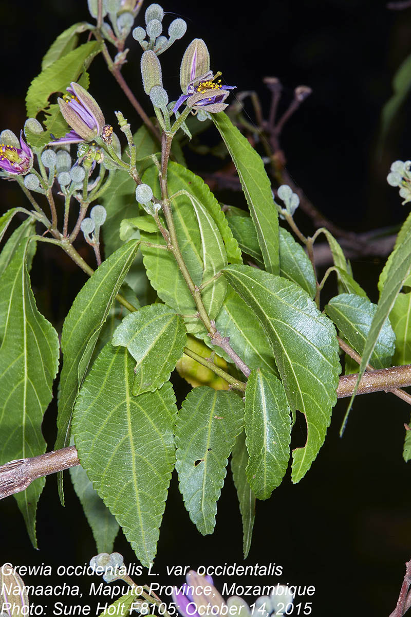 Grewia occidentalis var. occidentalis