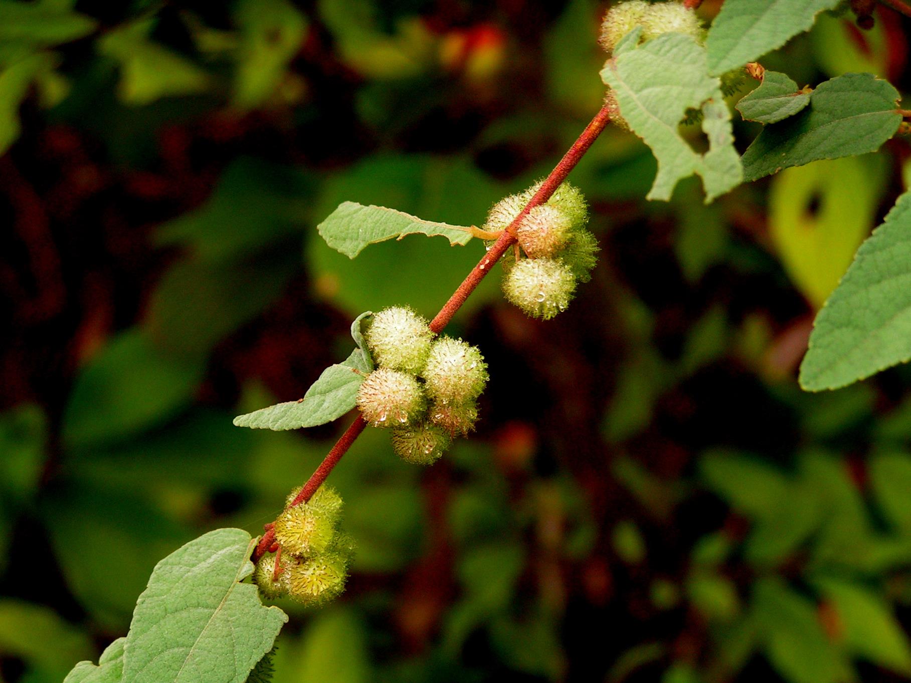 Triumfetta dekindtiana