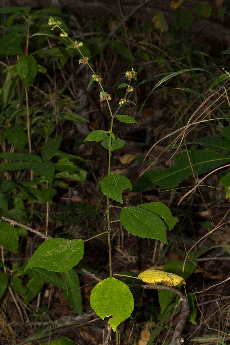 Triumfetta rhomboidea Triumfetta rhomboidea