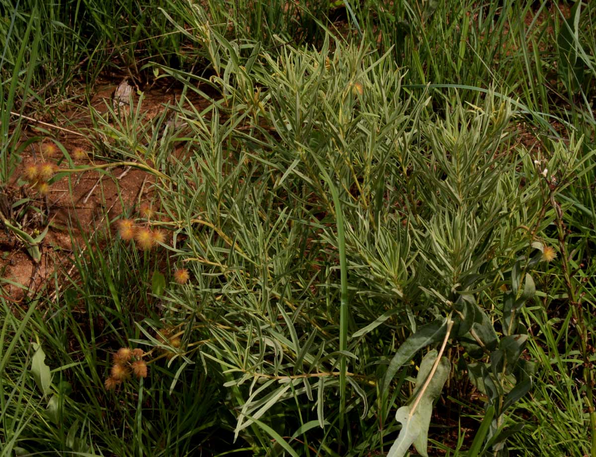 Triumfetta welwitschii