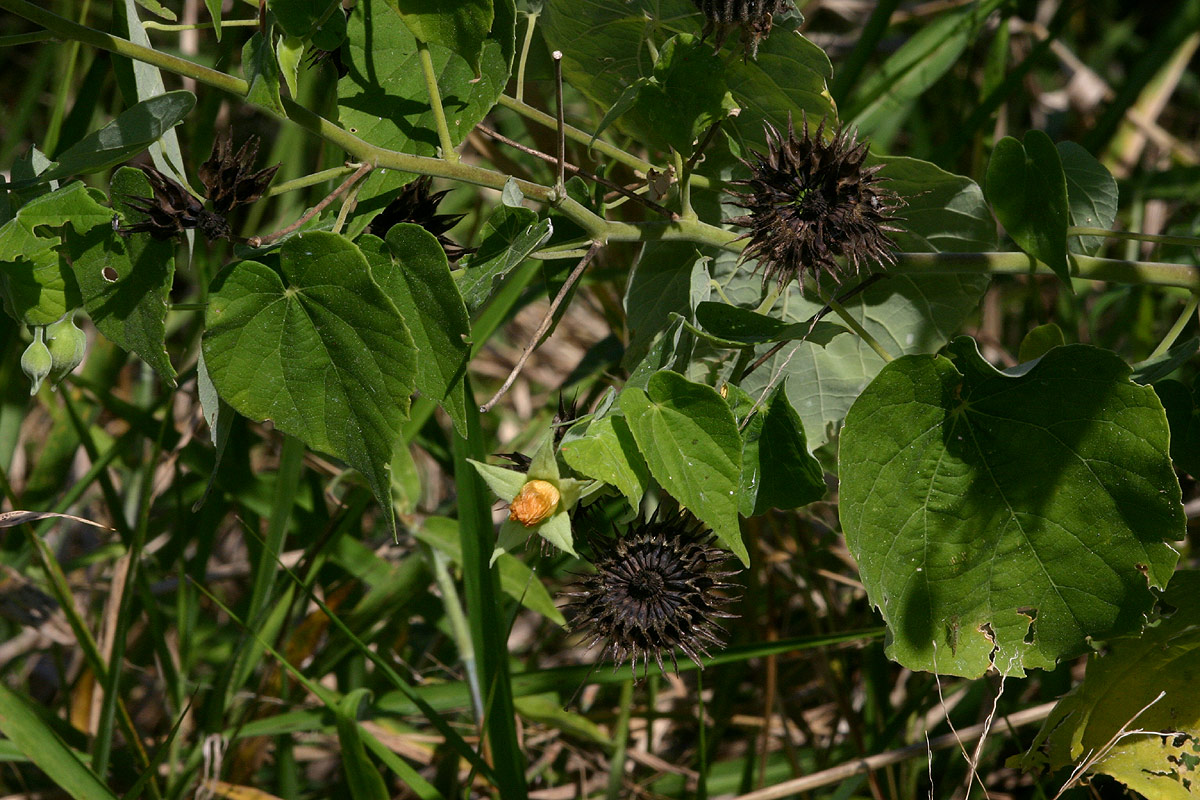 Abutilon mauritianum