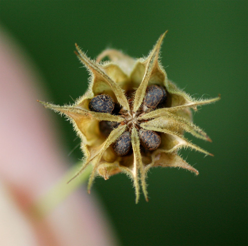 Abutilon ramosum