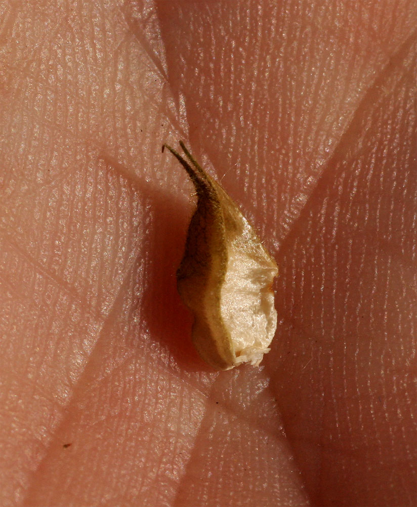 Abutilon ramosum