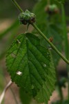 Sida cordifolia subsp. maculata