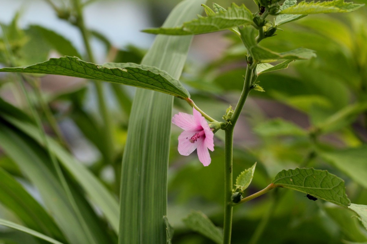 Urena lobata Urena lobata