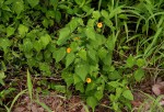 Pavonia procumbens