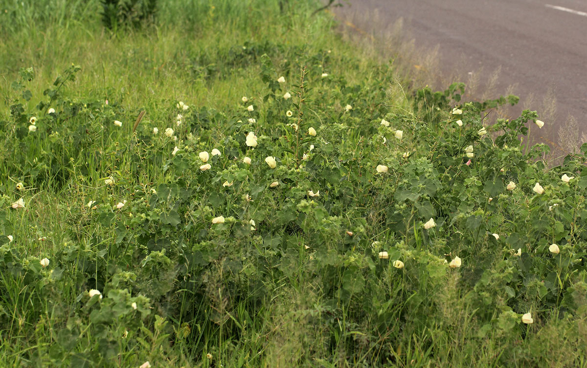 Pavonia senegalensis Pavonia senegalensis