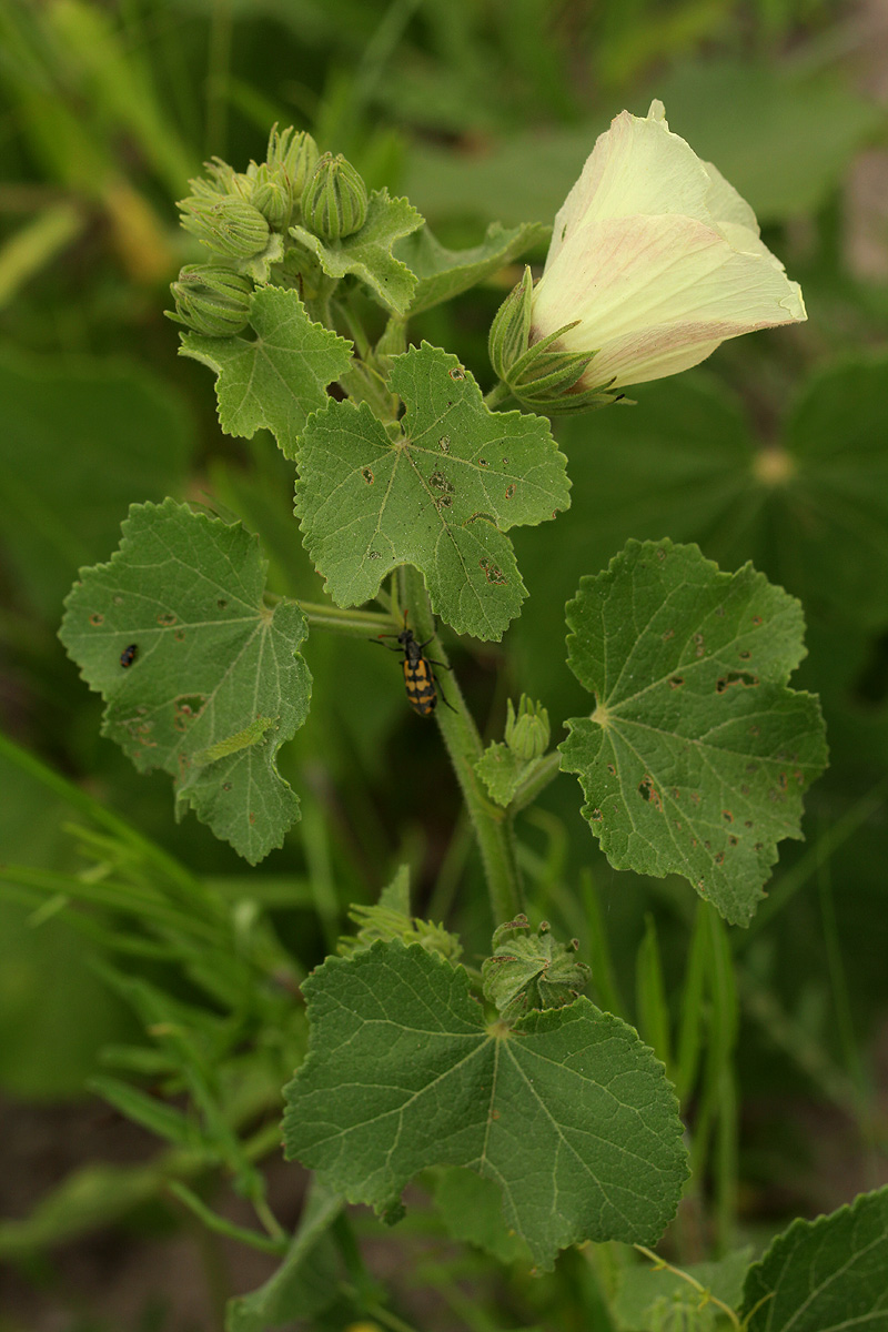 Pavonia senegalensis