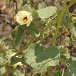Pavonia senegalensis