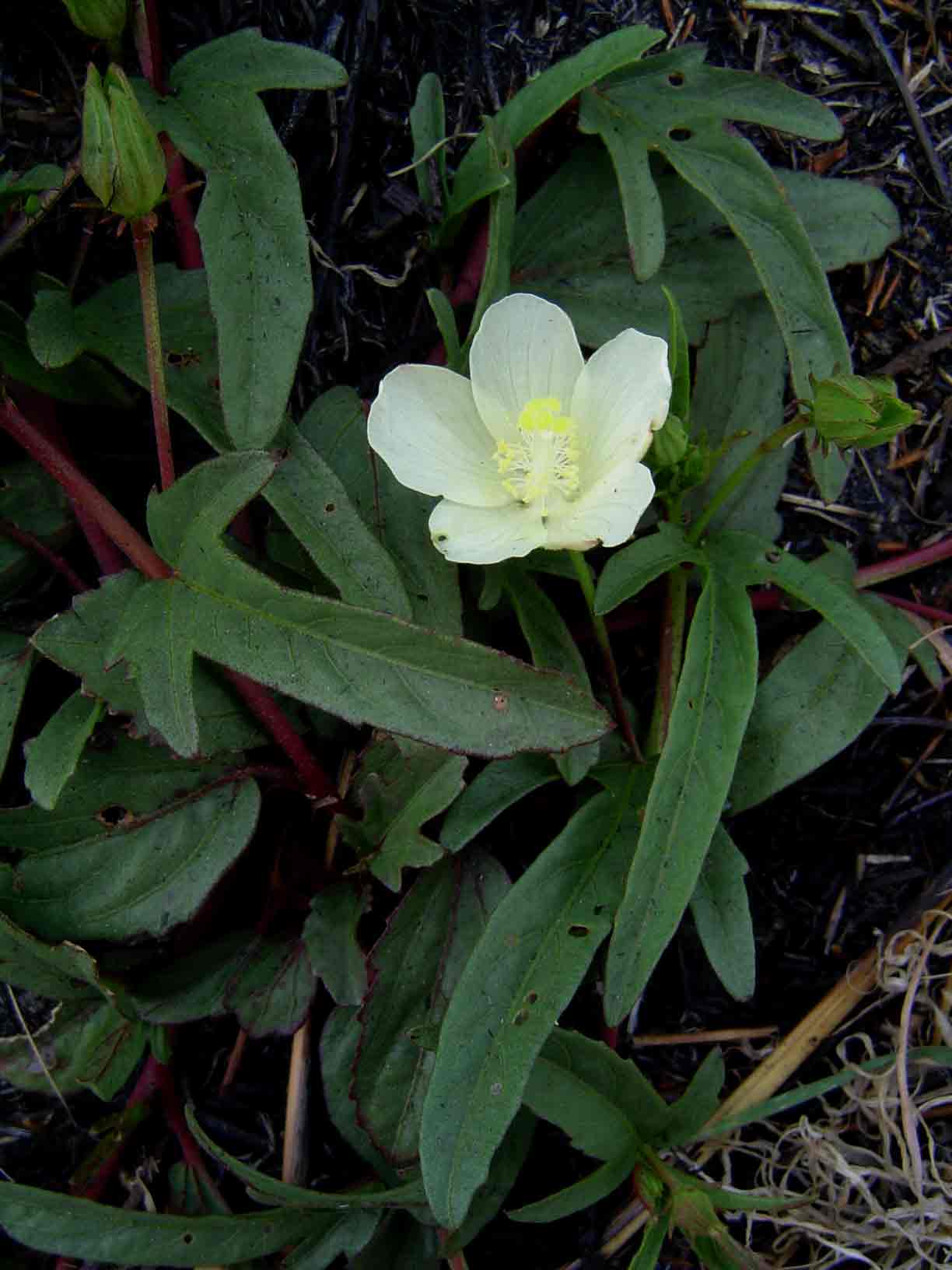 Hibiscus aethiopicus var. ovatus