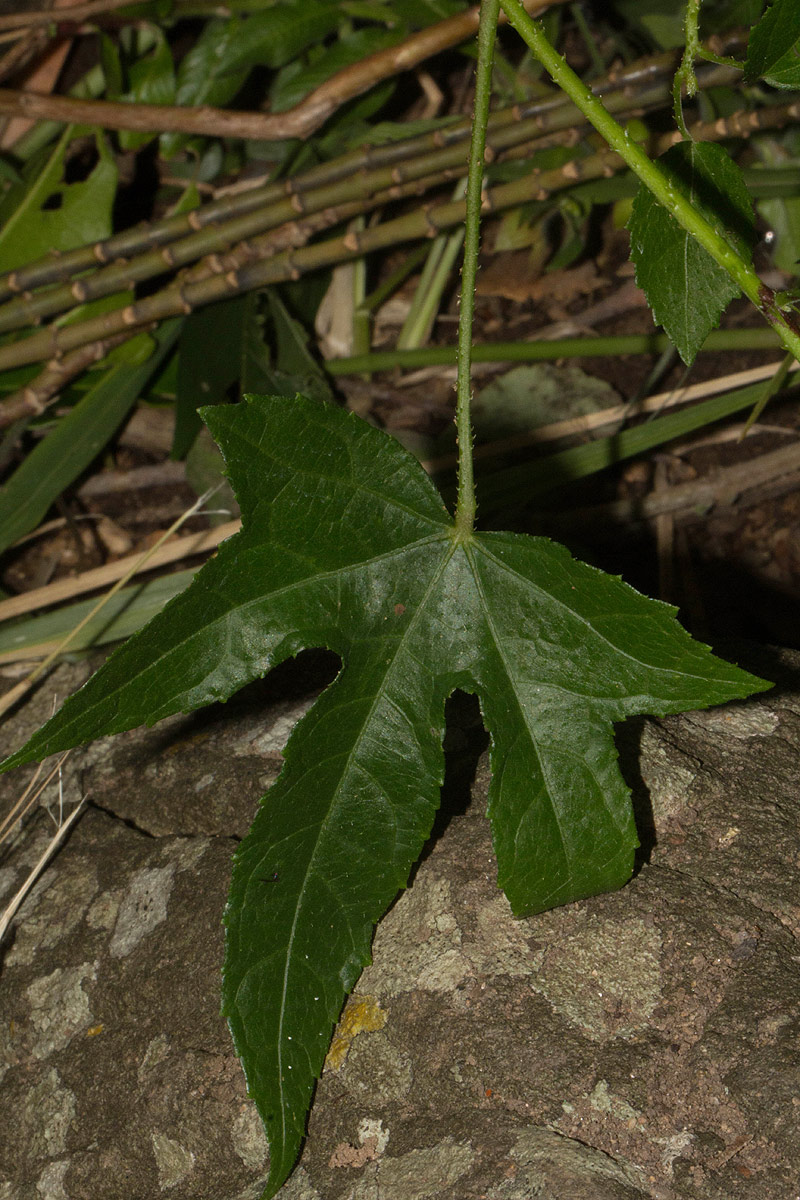 Hibiscus altissimus Hibiscus altissimus