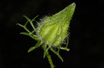 Hibiscus altissimus