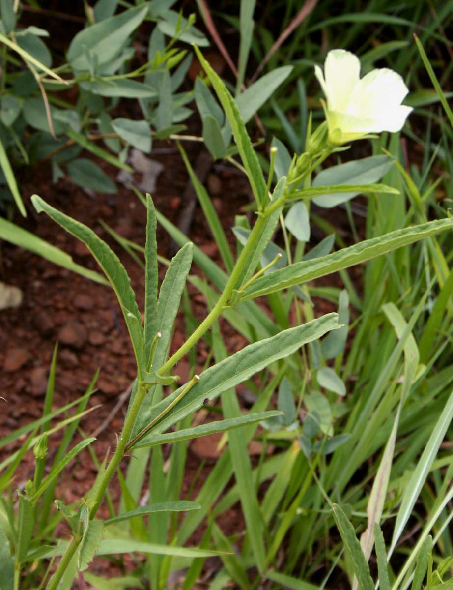 Hibiscus articulatus Hibiscus articulatus