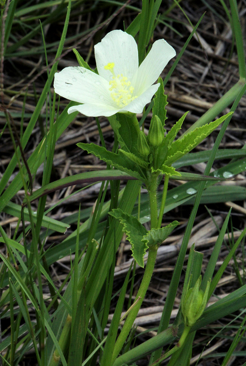 Hibiscus articulatus