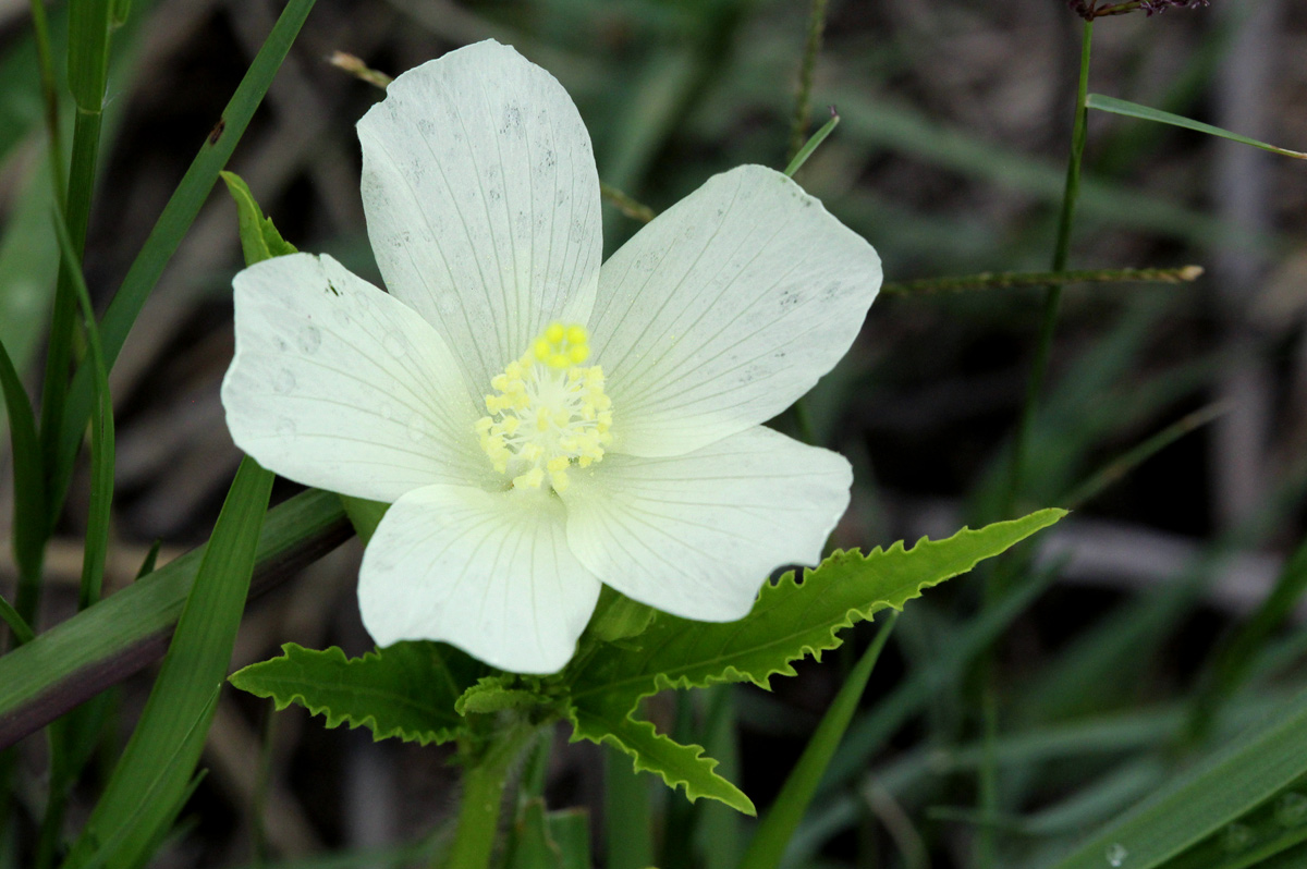 Hibiscus articulatus